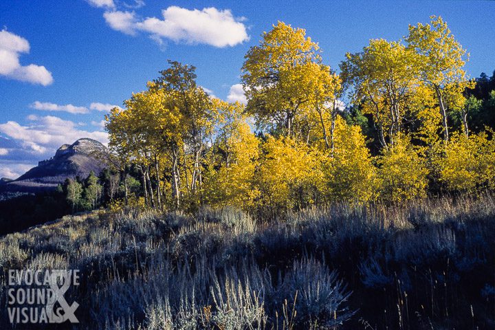 An aspen grove outside Heart Mountain in northwest Wyoming in the 1990s. Photo by Richard Alan Hannon