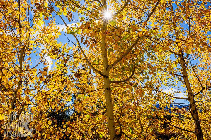 The sun peaks through a fluttering stand of Quaking aspens along Smylie Lane near McCall, Idaho on Wednesday, October 3, 2018. Photo by Richard Alan Hannon
