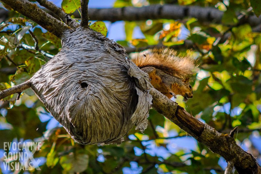 Supper Worth the Sting, a Squirrel Stirs up a Hornet's Nest | Evocative