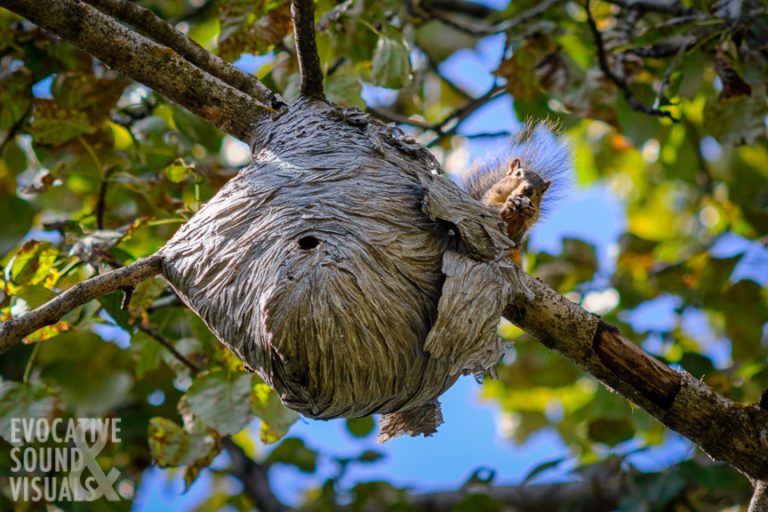 Supper Worth the Sting, a Squirrel Stirs up a Hornet’s Nest