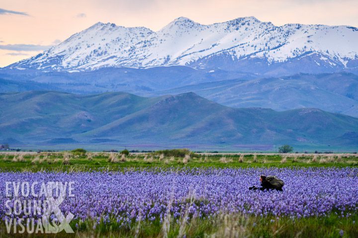 A photographer eyes his shot in a sea of camas at Camas Prairie Centennial Marsh Wildlife Management Area near Hill City, Idaho on Monday, May 27, 2019. Photo by Richard Alan Hannon