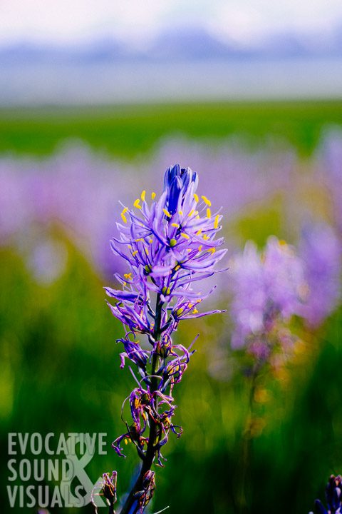 A camas bloom reaches skyward at Camas Prairie Centennial Marsh Wildlife Management Area in Hill City, Idaho on Tuesday, May 28, 2019. Photo by Richard Alan Hannon