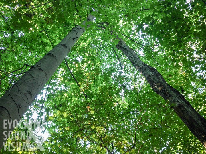 Recording the sound of a dead tree rubbing against another, using contact microphones, at Fowler Woods State Nature Preserve north of Mansfield, Ohio, October 9, 2016. Photo by Richard Alan Hannon