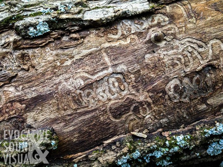  The squiggly telltale signs of Emerald Ash Borer damage to a fell tree at Fowler Woods State Nature Preserve north of Mansfield, Ohio, October 9, 2016. Photo by Richard Alan Hannon