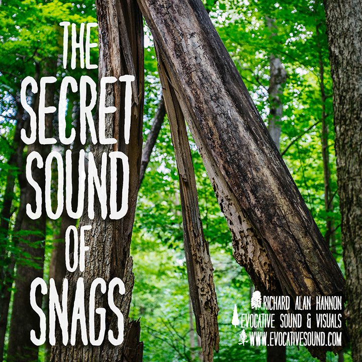 The Secret Sound of Snags album cover. Photo and titling by Richard Alan Hannon