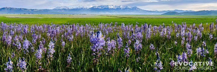 Camas Prairie Centennial Marsh Wildlife Management Area in Hill City, Idaho on Tuesday, May 28, 2019. Stitched panoramic photo by Richard Alan Hannon