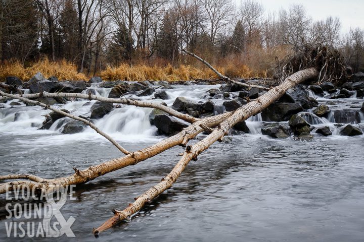 A cottonwood snag at rest atop man-made rapids in the Boise River through Garden City, Idaho on Thursday, December 12, 2019. Photo by Richard Alan Hannon