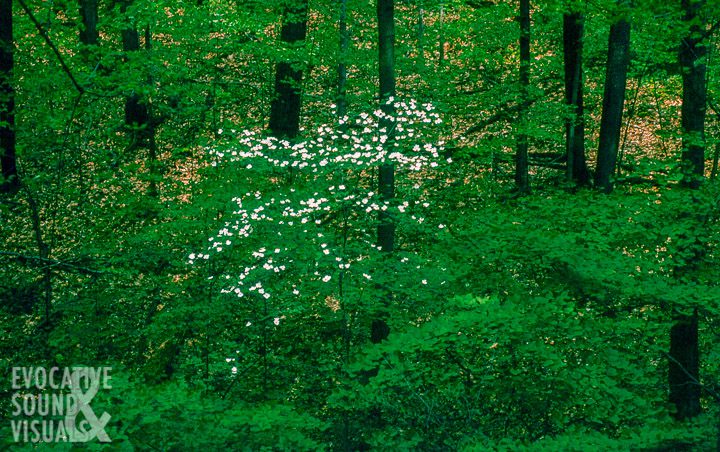 A flowering dogwood blooms among a sea of green in Hog Hollow at Mohican State Park in the 1990s. Photo by Richard Alan Hannon