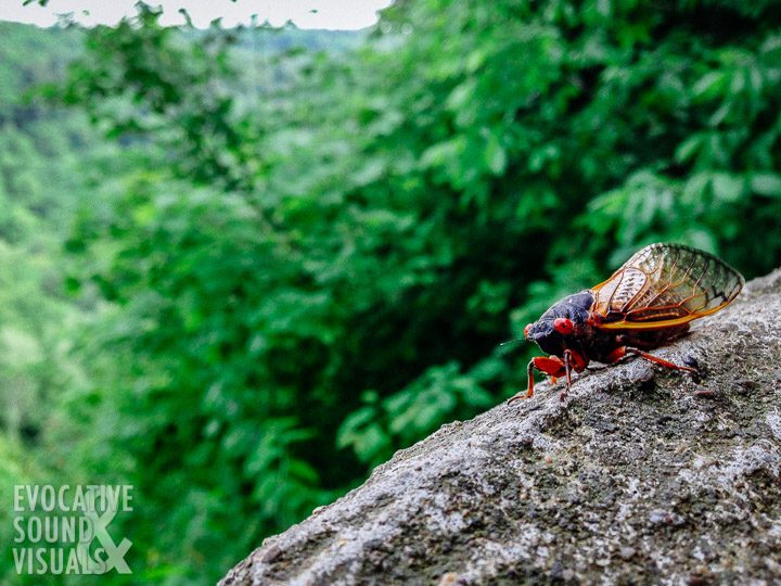 A cicada takes in the view from the Gorge Overlook at Mohican State Park on June 2, 2016. Photo by Richard Alan Hannon
