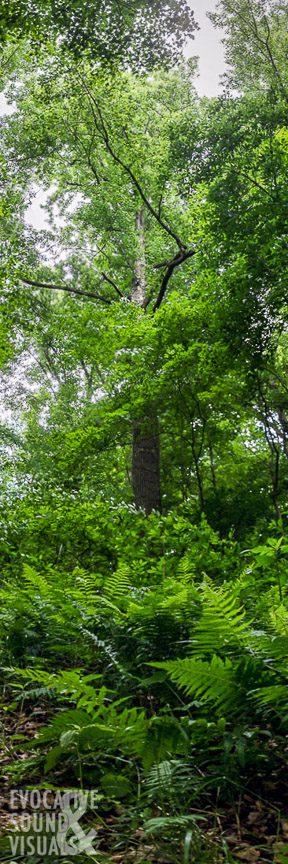 A towering tree inside Mohican State Park's old-growth forest, June 7, 2016. Photo by Richard Alan Hannon