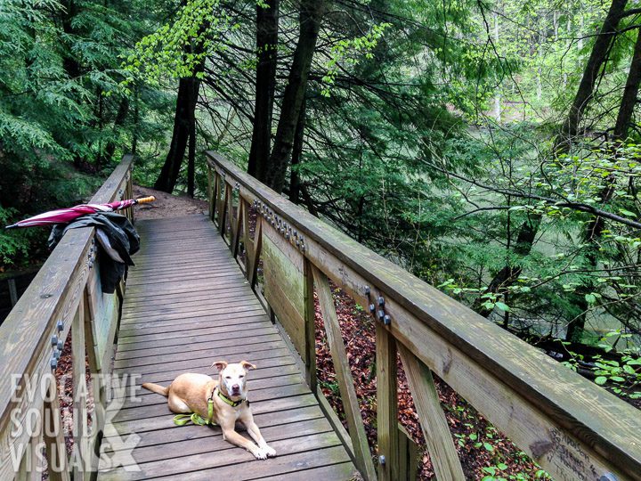 Our dog Maggie enjoying a springtime hike through Mohican. Photo by Richard Alan Hannon