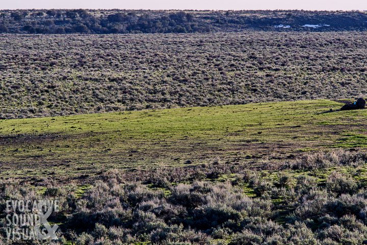 A sage grouse lek, before the birds arrived for the night, in the Owyhees, April 2019. Photo by Richard Alan Hannon