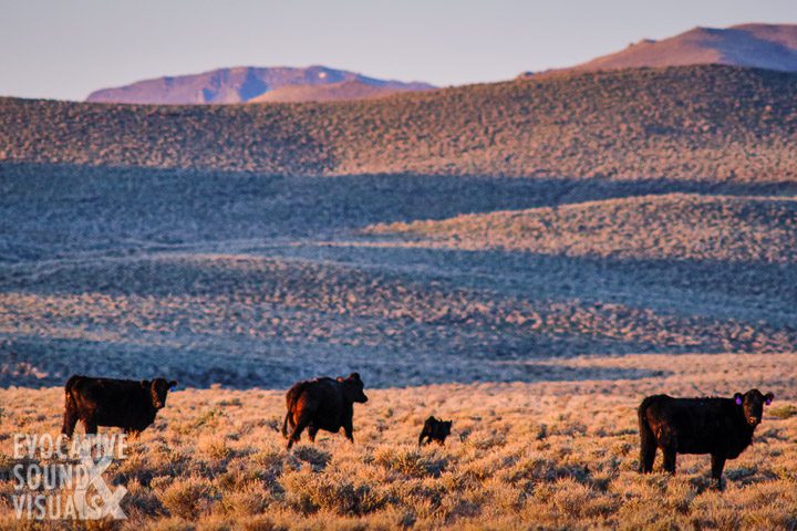 Cows scurry along through sagebrush at dawn on April 9, 2020. Photo by Richard Alan Hannon
