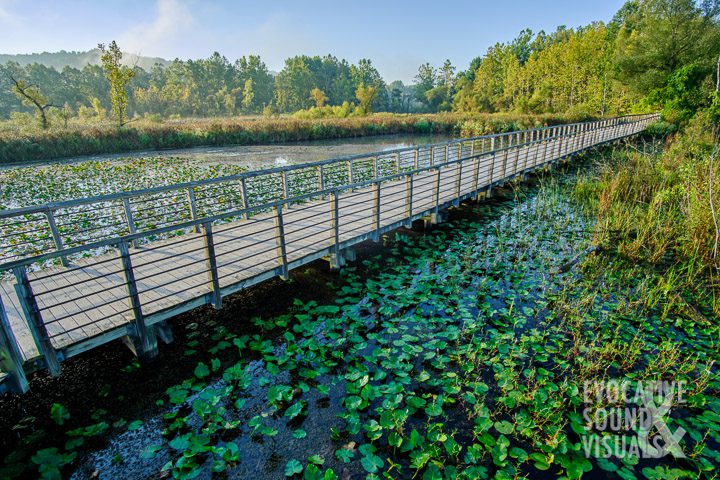 Sights and Sounds of the Beaver Marsh