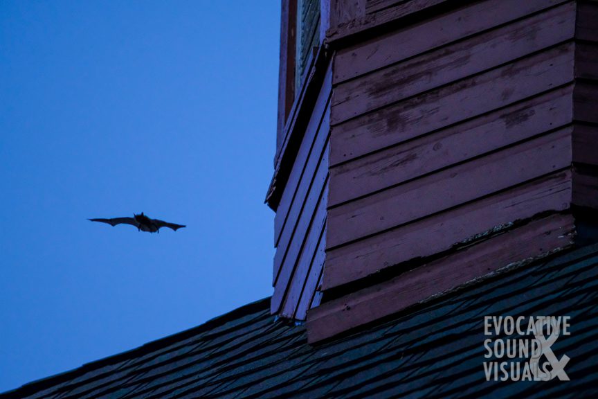 A bat launches from a crack in a cupola atop a barn in Northfield, Ohio on Wednesday, July 21, 2021. Photo by Richard Alan Hannon