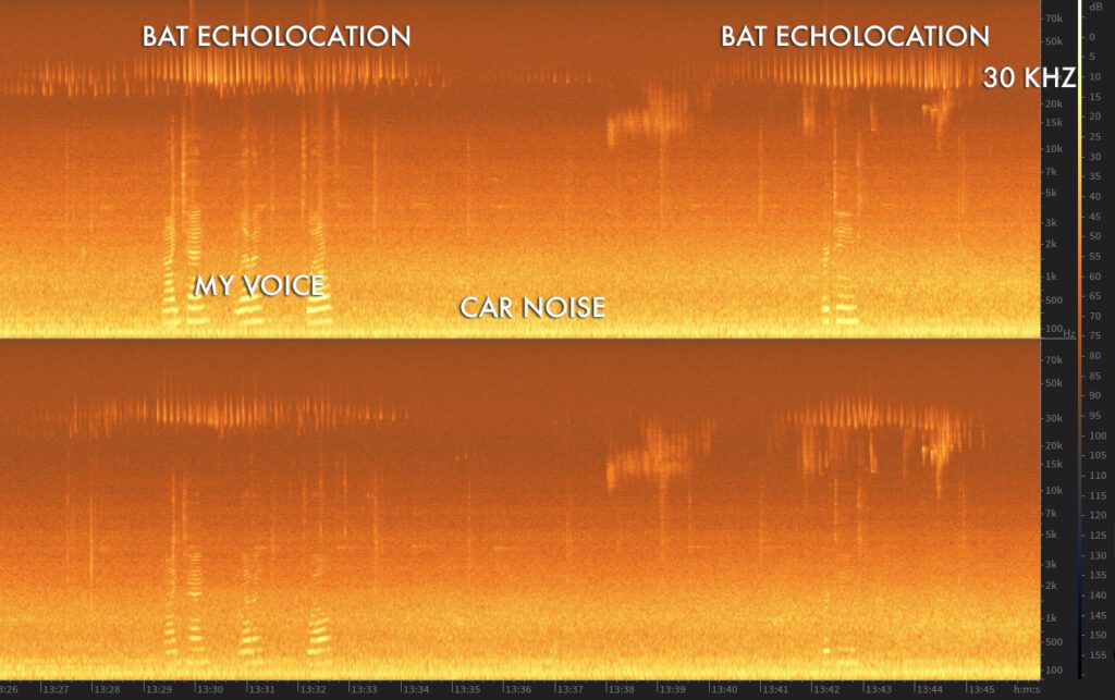 This spectrogram of the recording above visually shows where bat calls sit on the audible spectrum beyond the human range of hearing.