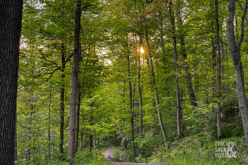 A deer crosses the Old Carriage Trail in Cuyahoga Valley National Park on Saturday evening, May 14, 2022. Photo by Richard Alan Hannon