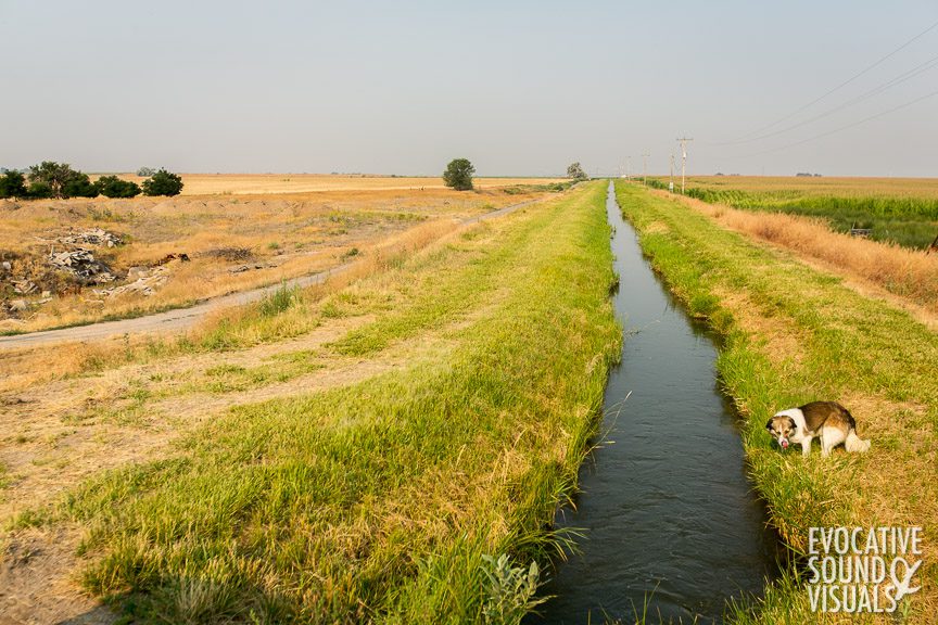 Dean Dimond's dog Bandit at Minidoka National Historic Site on Saturday, July 28, 2018 in Hunt, Idaho. Land to the left of the irrigation canal belonged to Tennessee Robinson following the dismantling of Minidoka. The Conservation Fund purchased the land from his son Wendell. Photo by Richard Alan Hannon