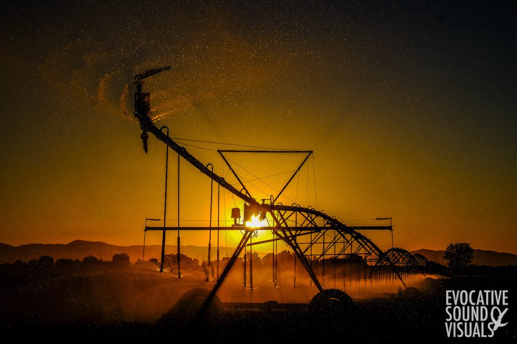 A center pivot irrigator sprays water down upon a field of sugar beats at sunrise south of Meridian, Idaho on July 17, 2020. Photo by Richard Alan Hannon