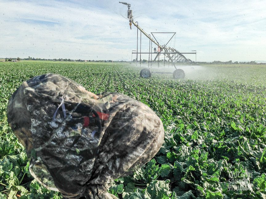 Sound recording of center pivot irrigation in a sugar beat field south of Meridian, Idaho on June 27, 2020. Photo by Richard Alan Hannon