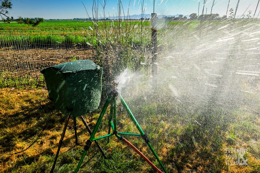 Recording the sound of tripod sprinkler irrigation with a binaural microphone head and Sound Devices 702 south of Meridian, Idaho on July 17, 2020. Photo by Richard Alan Hannon