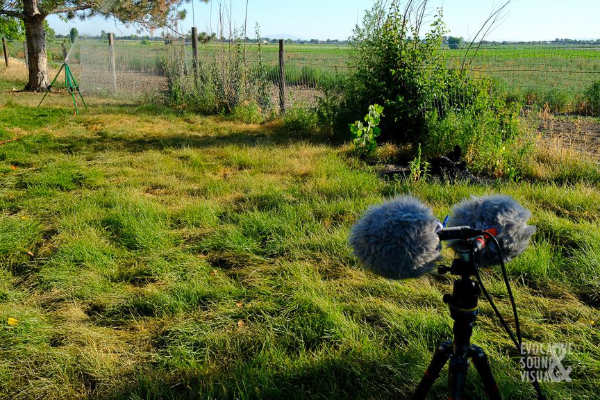 Recording the sound of tripod sprinkler irrigation with a pair of Line Audio CM3 microphones in ORTF 20 feet away with a Sound Devices 702 south of Meridian, Idaho on July 17, 2020. Photo by Richard Alan Hannon