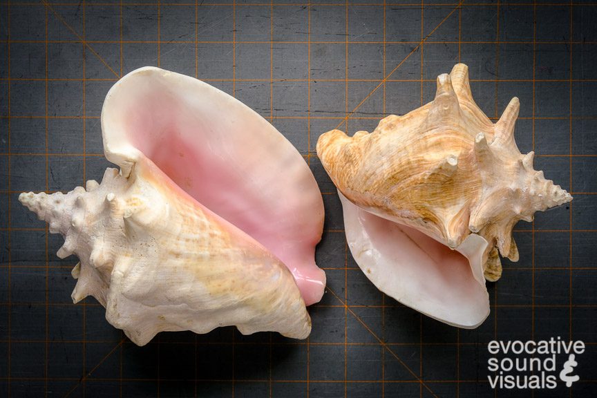 Two Queen Conch shells were used to record the sound of waves along Lake Erie. The specimen at left measures approximately 7.5 inches long from tip to tip and weighs 2 pounds, 5 ounces. While the one at right is approximately 6.5 inches long from tip to tip and weighs 1 pound, 11 ounces. The species has been known to reach 12 inches in length and live for 30 years, according to NOAA. Photo by Richard Alan Hannon