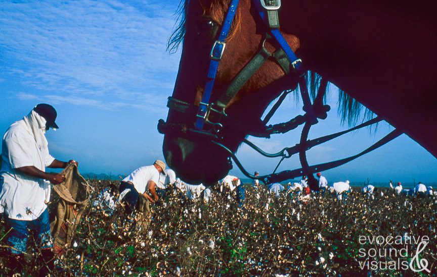 Louisiana State Penitentiary at Angola inmates pick cotton in a field inside the prison in September, 2002.