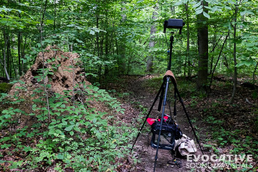 Sound recording of cicadas in an old-growth forested area of Mohican State Park in north central Ohio on June 7, 2016. Photo by Richard Alan Hannon